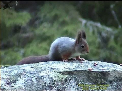 EKORRE Red Squirrel (Sciurus vulgaris) Klipp - 767 S/U - Klipp