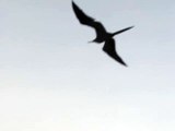 Flight of the Frigate Bird- Galapagos Islands