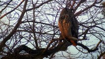 Eurasian Eagle Owl in Song Display