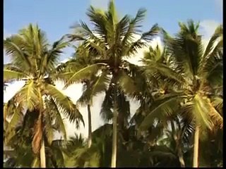 Virgin Coconut Oil Health Benefits explained