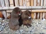 伊豆、波勝崎苑の猿（2010年元旦）Japanese Macaque Monkeys