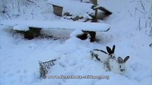 Stiftung für Tierschutz Hof Butenland - Kaninchen im Schnee
