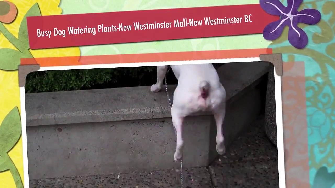 Busy Dog Watering Plants-New Westminster Mall-New Westminster BC