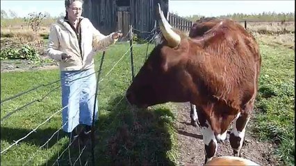 Suzanne Drives the Ox Cart: So Far So Good!