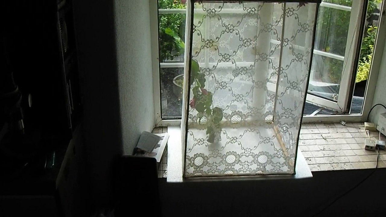 Elephant Hawk Moth Cage Build