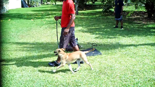 DOG FIGHTING BULL TERRIER ON THE ATTACK , TRAINING IN MIAMI K9 ENFORCEMENT