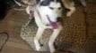 Shasta Say's Thank You - Husky Dog Talking