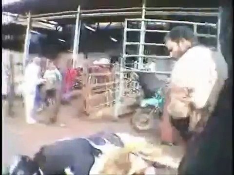 Tiere,Schlachtung,Rinder