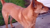 Carolina Dog rare breed - nicknamed the American Dingo