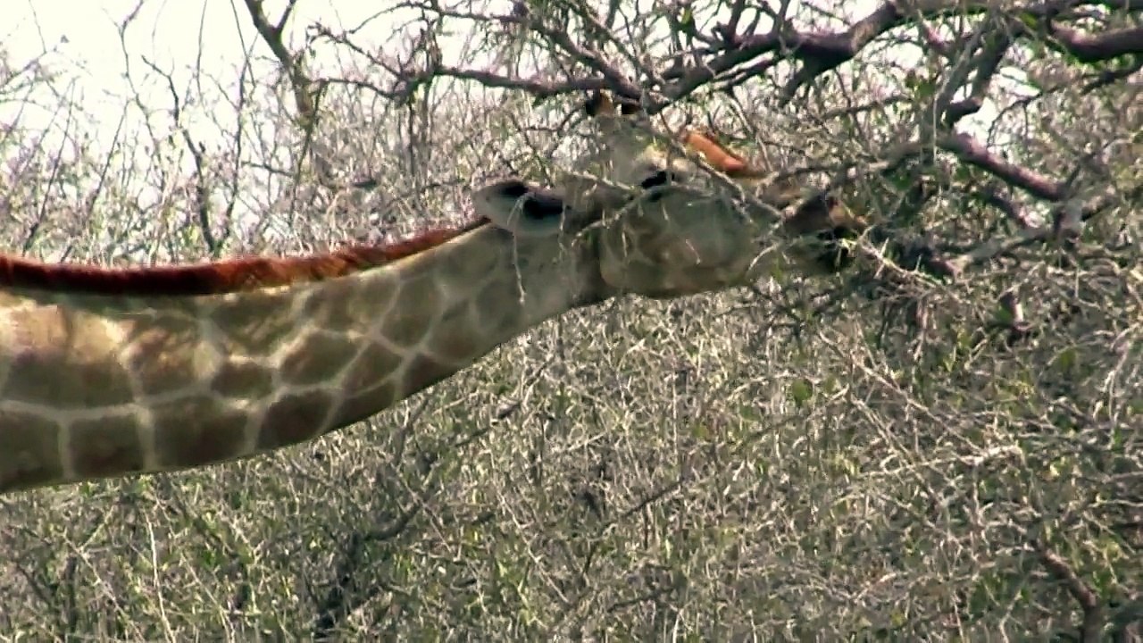 Giraffes