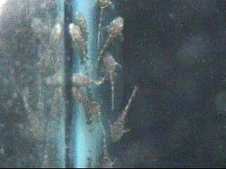 Cüce vatoz Ancistrus yavru