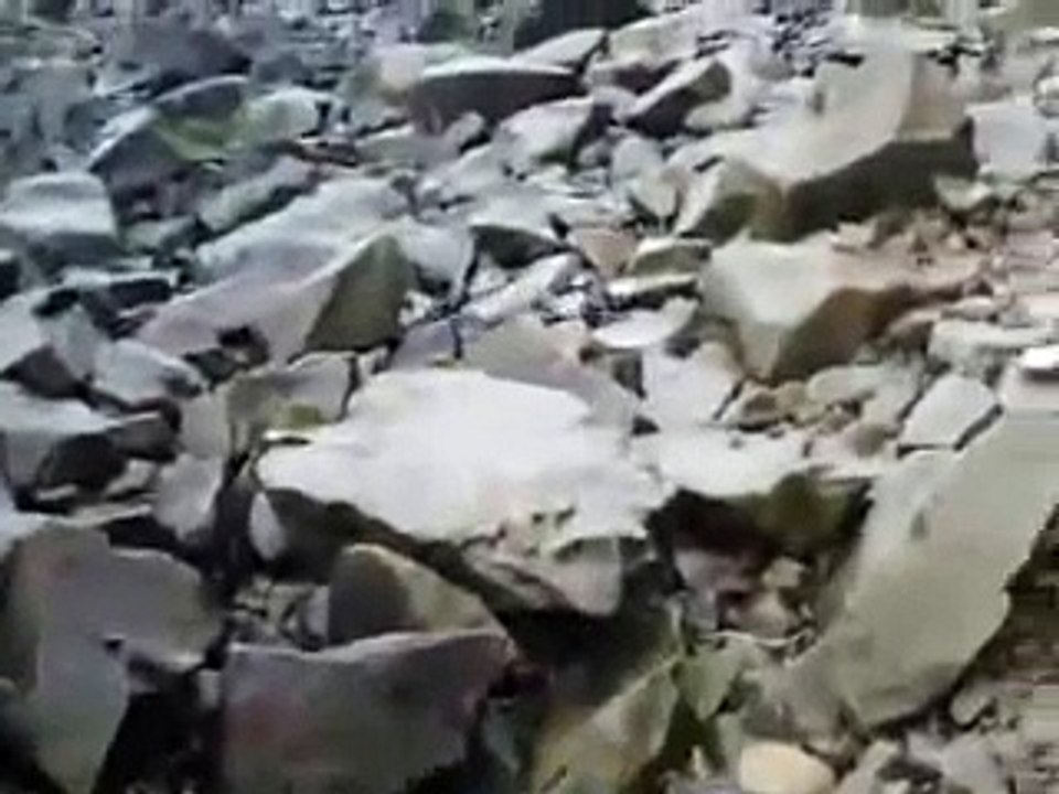 'Slick' the bird saved from the oil spill