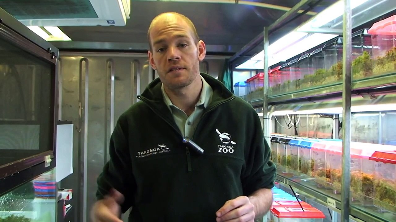 Inside Taronga's Corroboree Frog Conservation Container