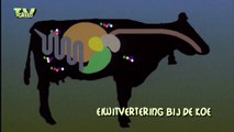 animatie eiwitvertering bij de koe (1989)