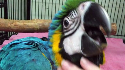Super sweet blue and gold macaw baby