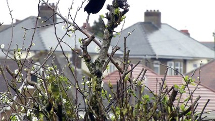 Choseley Crow in my plum tree
