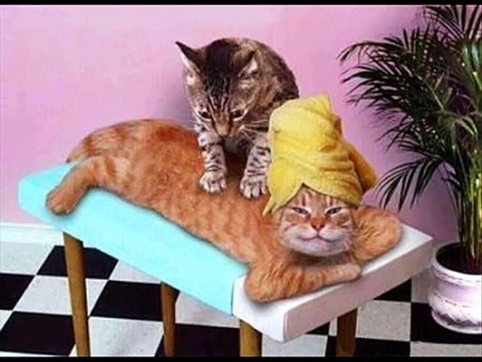 lustige Katzen Funny cats