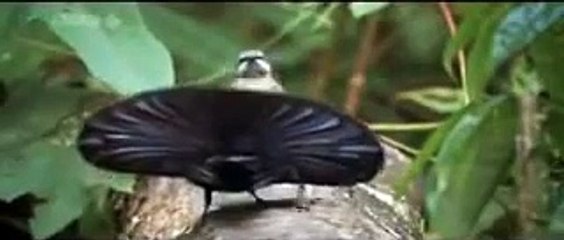 Dancing Bird of Paradise GETS REVENGE