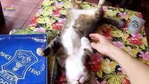 Funny - Cats Sleeping in Weird Positions Compilation 2015