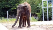 키예프 동물원의 아시아 코끼리