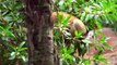 Lemures, orangutanes,chimpancés y otros bichos