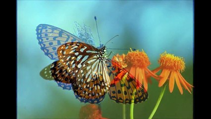 Most beautiful creatures of the world - Butterflies