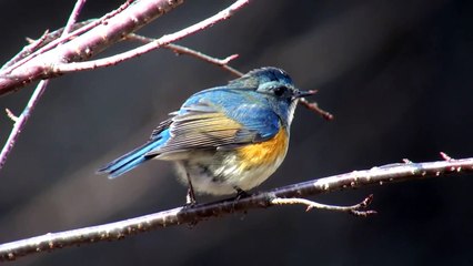 ルリビタキさんオス A Red-flanked bluetail male