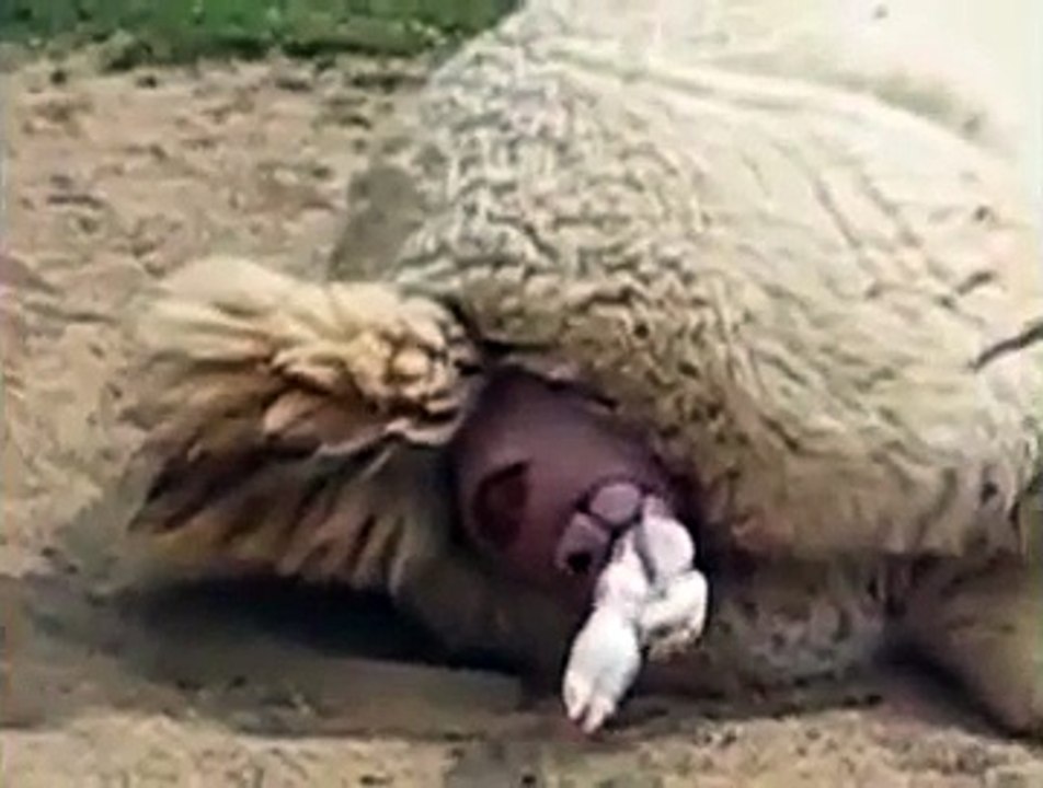New animals videos Animal Being Born   Alpaca Gives Birth to Baby  funny animals