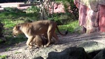 Löwen im Erlebnis-Zoo Hannover