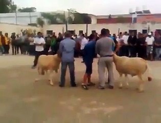 اپنے شوق پورے کرنے کے لیے اتنا بڑا ظلم۔