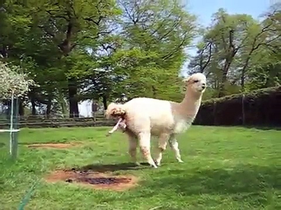 Alpaca Gives Birth   Baby Animal Born Video