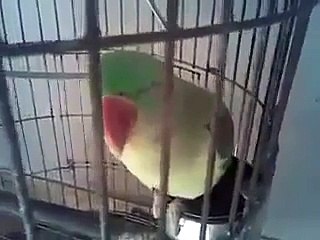 Parrot Reciting Kalma SUBHANALLAH