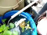 Como fazer um filtro de aquario ou lago(how to make a DIY aquarium or pond filter)