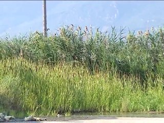 Κανονικά η κουνουποκτονία στη Στερεά