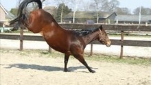 Sioux in actie