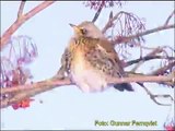 BJÖRKTRAST Fieldfare (Turdus pilaris)  Klipp - 79