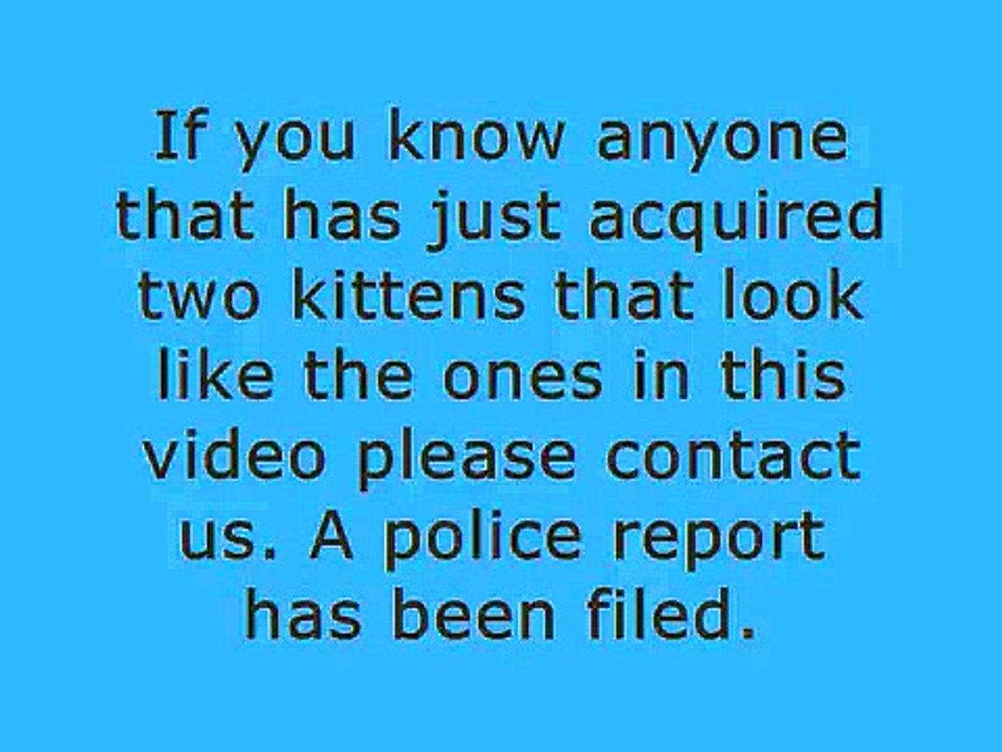 ⁣Attack Kitten  (stolen kittens)