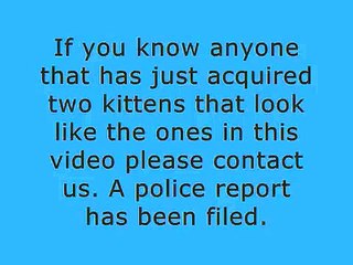 Attack Kitten  (stolen kittens)