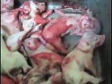 Hormel Supplier Caught Abusing Mother Pigs and Piglets