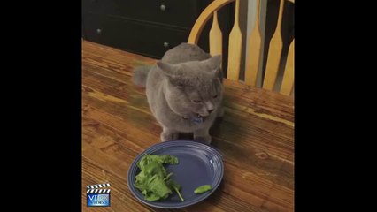 Cunning Cat :)