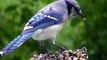 Must See Minnesota  Audubon Stunning NATURE BIRD WILD LIFE VIDEO in HD