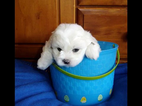 Joey, my Coton De Tulear puppy