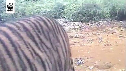 Cute tiger cubs sniff WWF camera trap