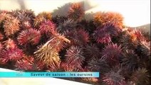 Reportage France 3 - La pêche aux oursins à Saint-Raphaël