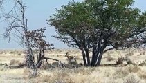 oryx and springbock in Etosha, Namibia