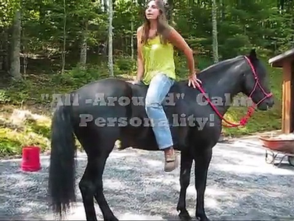 Rocky Mountain Horse Stallion- Cocky Dock's Back in Black
