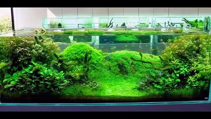 Fish Tank Decorations | Cool Fish Tank Decorations | Fish Tank Decoration Ideas