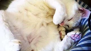 Cat nap! #cat #cats #catlovers #catsagram #catsofinstagram #instacat #instapet #instagood #pet #pe