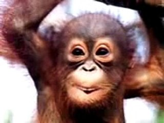 Orangutan singing happy birthday