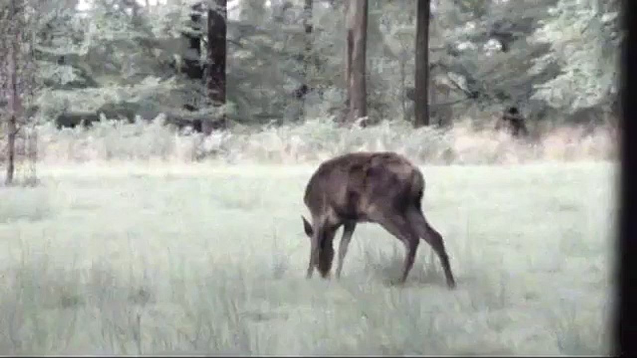 Brâme du Cerf, en Forêt de Haute Ardenne Belge (suite du document 2008)